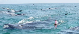  与鲸鱼一起游泳 